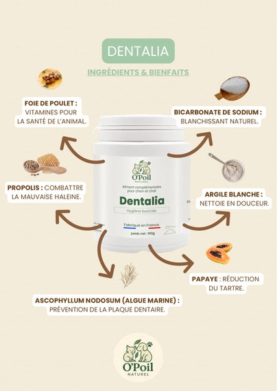 Dentalia