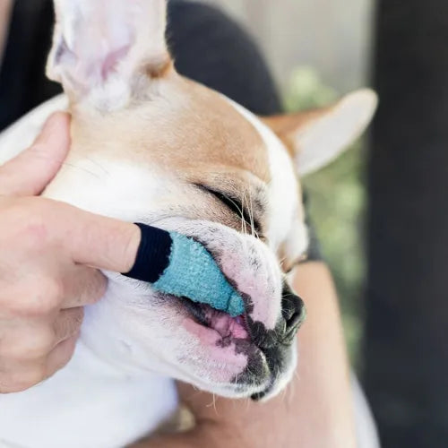 Brosse à dents éco-responsable pour chien et chat